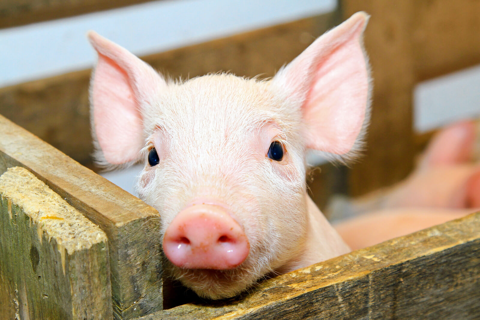 7 - Baby Pig Closeup