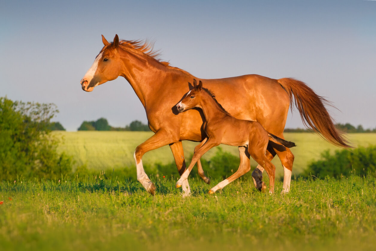 6 - Mare and Foal